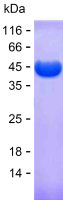 Recombinant Human HUWE1 Protein(C-His)