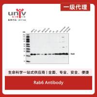 Rab6 Antibody