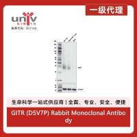 GITR (D5V7P) Rabbit Monoclonal Antibody