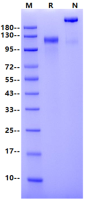 Recombinant Human Her4 Fc Chimera Protein(Human Fc Tag)