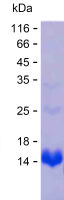 Recombinant Human MEF2D Protein(C-His)