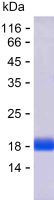 Recombinant Human YY1AP1 Protein(C-His)