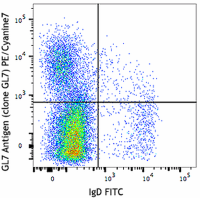 PE-Cy7 Rat anti-Mouse GL7 Antibody(GL7)