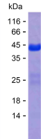 Recombinant Human FAM221B Protein(C-His)