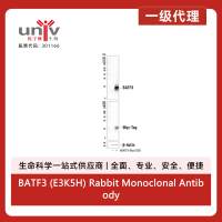 BATF3 (E3K5H) Rabbit Monoclonal Antibody