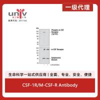 CSF-1R/M-CSF-R Antibody