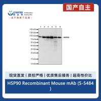 HSP90 Recombinant Mouse mAb (S-5484)