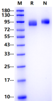 Recombinant Influenza Influenza B HA(B/Florida/4/2006) Protein(His Tag)