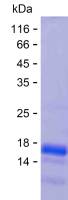 Recombinant Human PARP2 Protein(C-His)