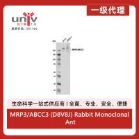 MRP3/ABCC3 (D8V8J) Rabbit Monoclonal Antibody