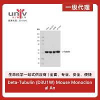 beta-Tubulin (D3U1W) Mouse Monoclonal Antibody