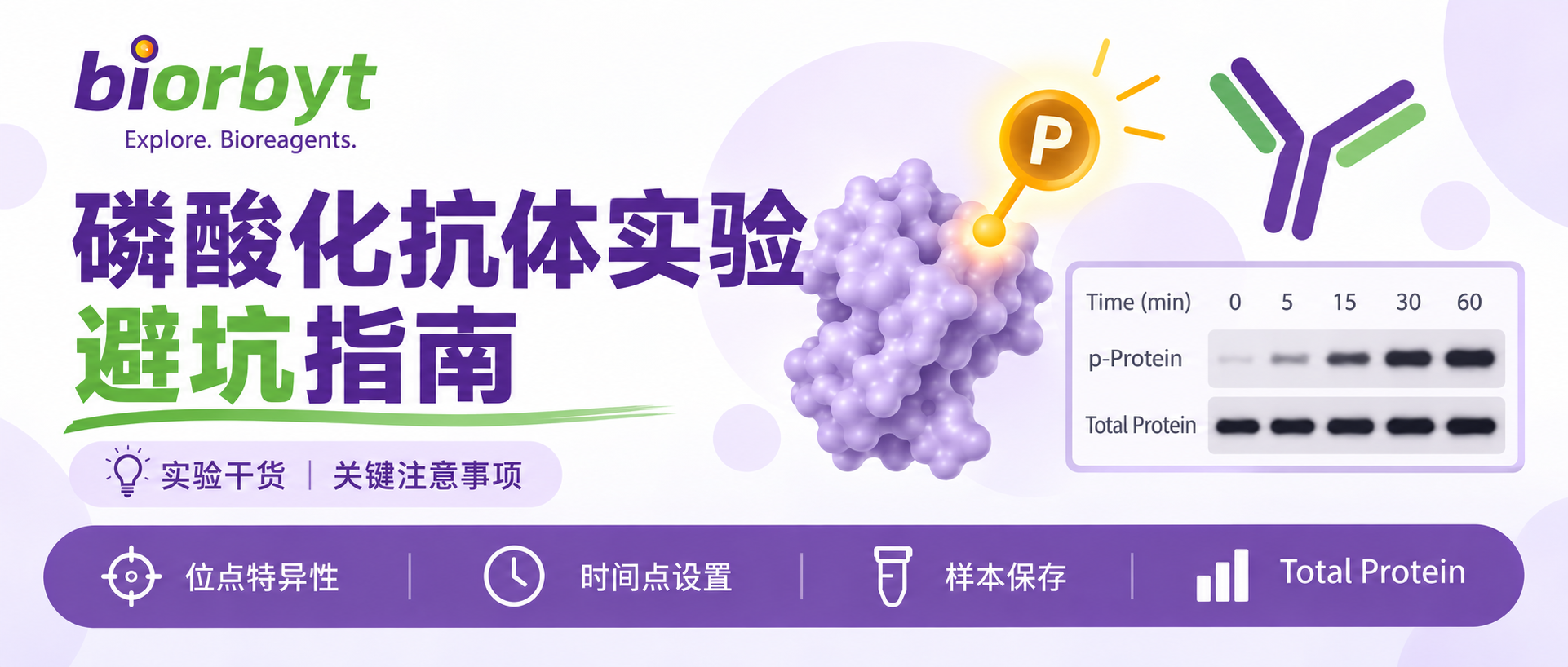 【实验指南】“磷酸化抗体实验”避坑经验