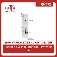 Phospho-Cyclin D3 (Thr283) (E1V6W) Rabbit Monoclonal Antibody