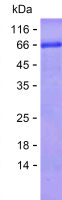 Recombinant Human CCNB3 Protein(C-His)
