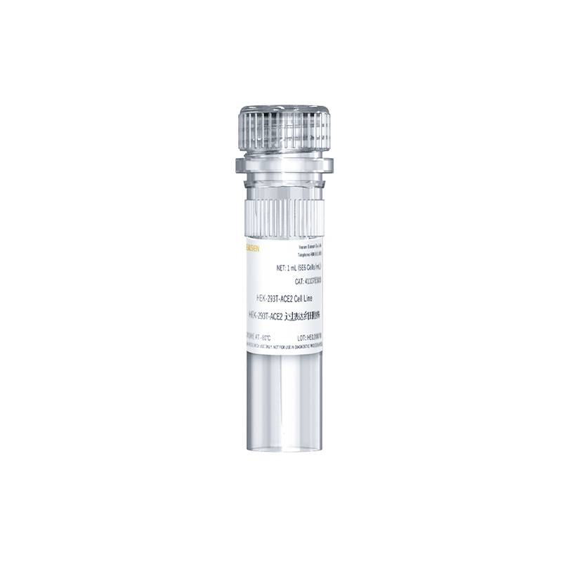 HEK-293T-ACE2过表达细胞株(HEK-293T- ACE2 Cell Line)