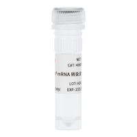 mRNA转染试剂 mRNA Transfection Reagent