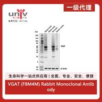 VGAT (F8M4M) Rabbit Monoclonal Antibody