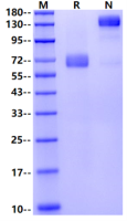 Recombinant Mouse EPCR Fc Chimera Protein(Human Fc Tag)