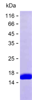 Recombinant Human HNRNPA3 Protein(C-His)