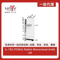 IL-1R2 (F5S6U) Rabbit Monoclonal Antibody