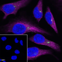 Mouse anti-Pericentrin Recombinant Monoclonal Antibody(S-R144)