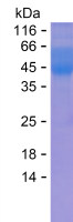 Recombinant Human SLCO1A2 Protein(C-hFc & C-His)