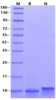 Recombinant Canine IL-8/CXCL8 Protein