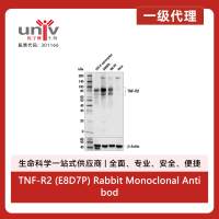 TNF-R2 (E8D7P) Rabbit Monoclonal Antibody