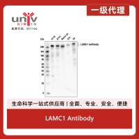 LAMC1 Antibody