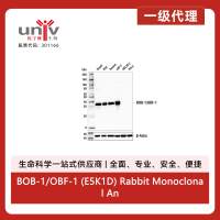 BOB-1/OBF-1 (E5K1D) Rabbit Monoclonal Antibody