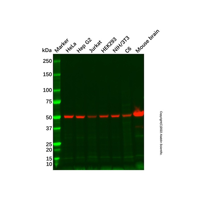 Recombinant alpha Tubulin Antibody,重组, ExactAb™, 已验证, 高性能, 见COA,阿拉丁