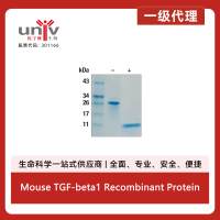 Mouse TGF-beta1 Recombinant Protein