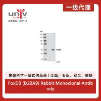 FoxD3 (D20A9) Rabbit Monoclonal Antibody