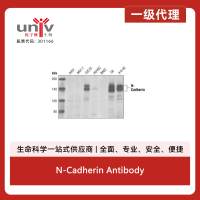 N-Cadherin Antibody