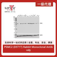 PSMC2 (D5T1T) Rabbit Monoclonal Antibody
