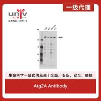 Atg2A Antibody