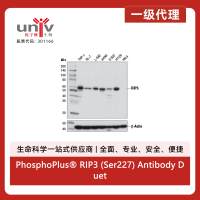 PhosphoPlus® RIP3 (Ser227) Antibody Duet