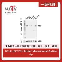 GCLC (E2Y7D) Rabbit Monoclonal Antibody