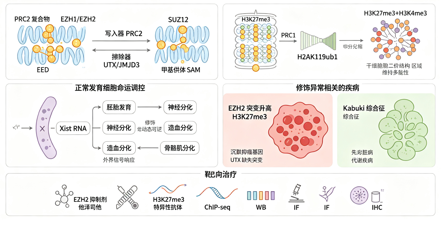 H3K27甲基化如何通过表观调控网络影响细胞命运决定与疾病发生？