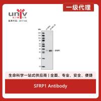 SFRP1 Antibody