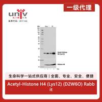 Acetyl-Histone H4 (Lys12) (D2W6O) Rabbit Monoclonal Antibody