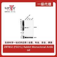 ZBTB32 (F5O1L) Rabbit Monoclonal Antibody