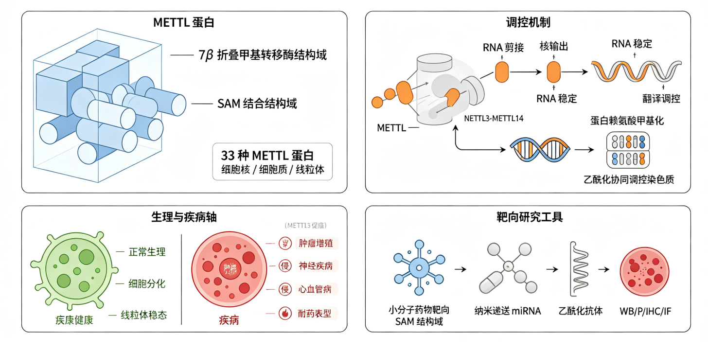 METTL家族：表观转录组调控的核心枢纽如何影响疾病发生与治疗？