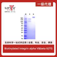 Biotinylated Integrin alpha V&beta 6(ITGAV&ITGB6) His,Avi Tag&Tag Free Protein, Human
