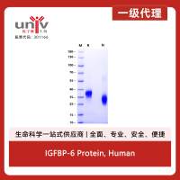 IGFBP-6 Protein, Human
