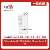 Calmodulin (D1F7J) Rabbit Monoclonal Antibody