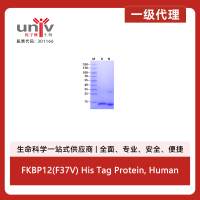 FKBP12(F37V) His Tag Protein, Human