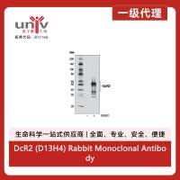 DcR2 (D13H4) Rabbit Monoclonal Antibody