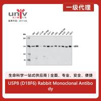 USP8 (D18F6) Rabbit Monoclonal Antibody