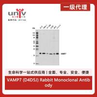VAMP7 (D4D5J) Rabbit Monoclonal Antibody